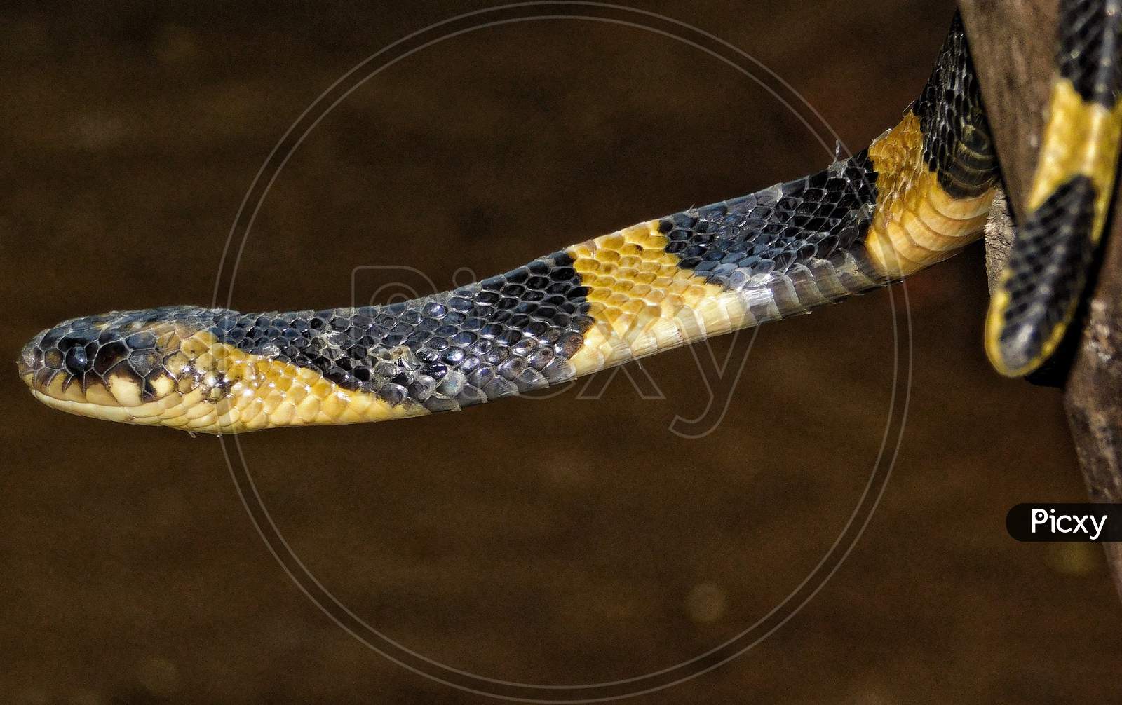The banded krait snake.