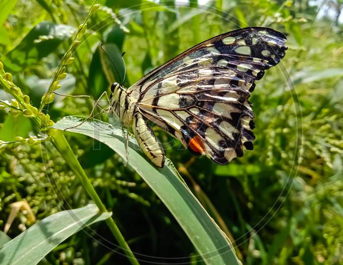 Papilio demoleus is a common and widespread swallowtail butterfly. Also known as the lime butterfly, lemon butterfly, lime swallowtail, and chequered swallowtail.Lime Butterfly.With Selective Focus.