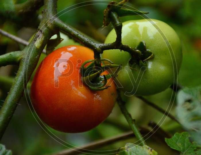 The Pair Of Ripe Tomato With Leaves And Plant.