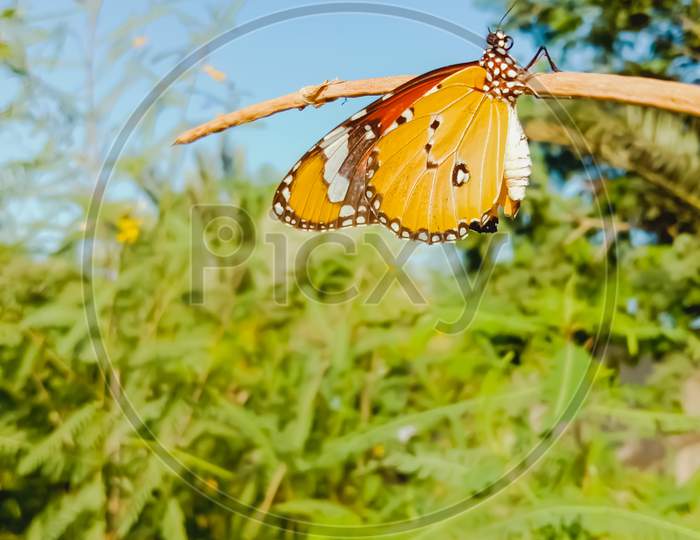 Close Up of Danaus chrysippus Butterfly.Plain Tiger butterfly sitting on the Grass Plants during springtime in its natural habitat and drinking Nectar.Plain Tiger butterfly.Selective Focus on Subject.
