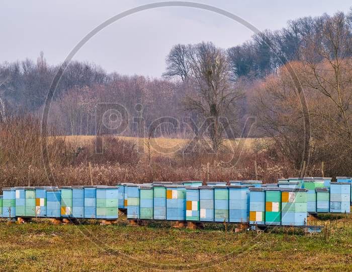 Colorfully Painted Wooden Beehives, Honey Bee Farm In Nature