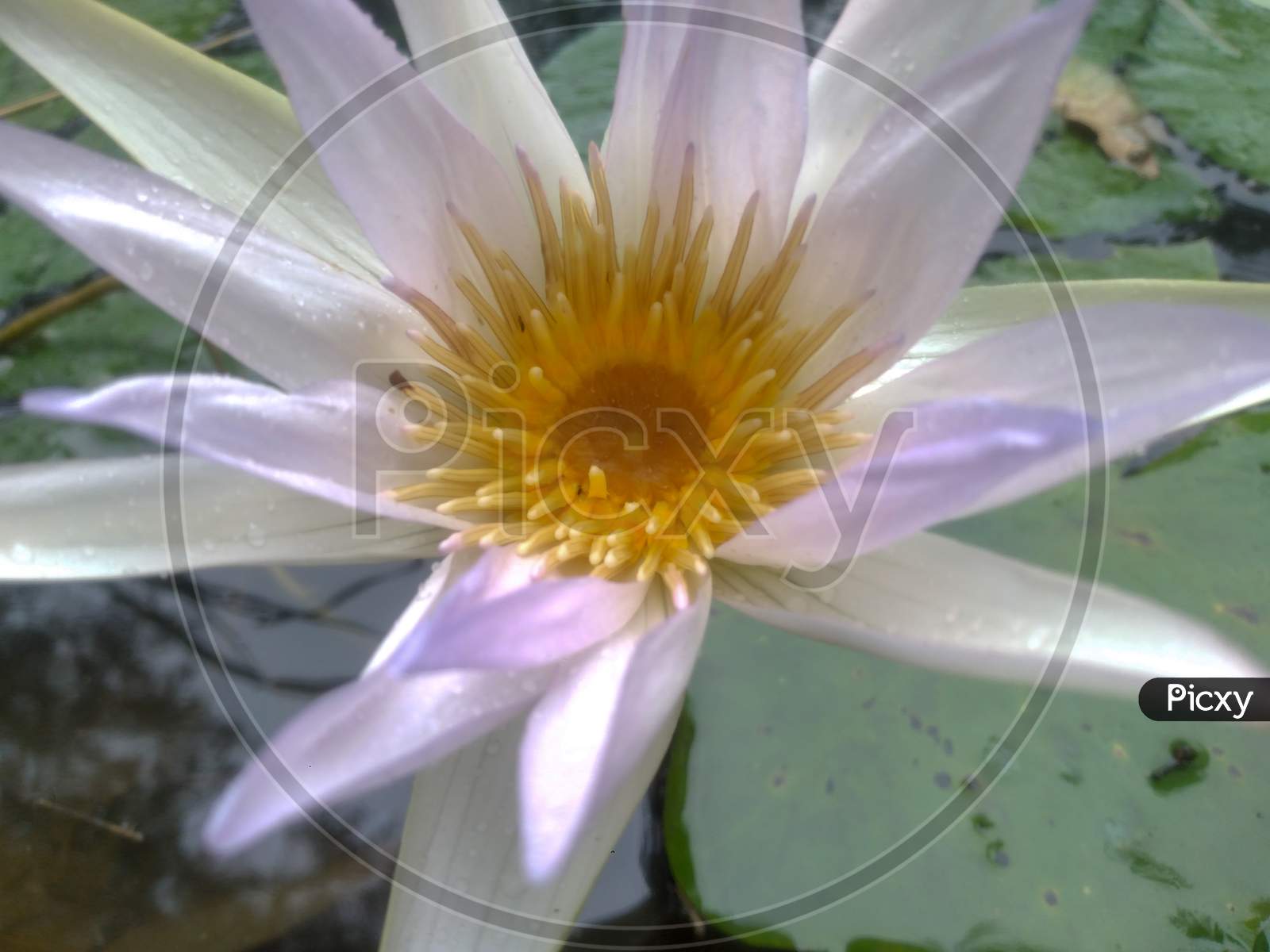Nymphaea lotus, white lotus flower blooming in a pond, Selective focus.