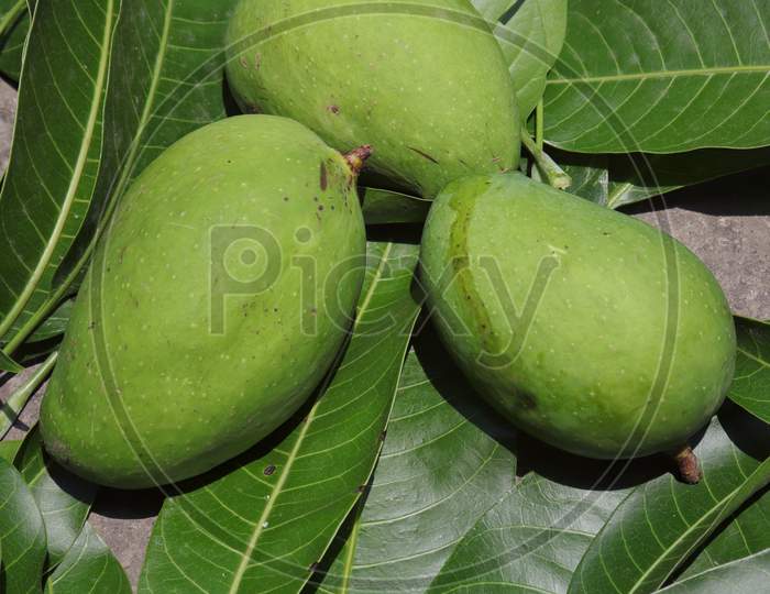 Raw Mangoes On Mango Leaves With Selective Focus In Vertical Orientation