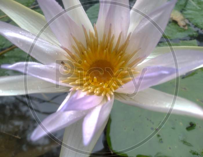 Nymphaea lotus, white lotus flower blooming in a pond, Selective focus.