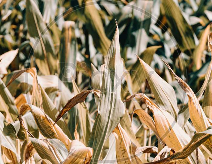 A Close Up Of A Cornfield On Vintage Tones