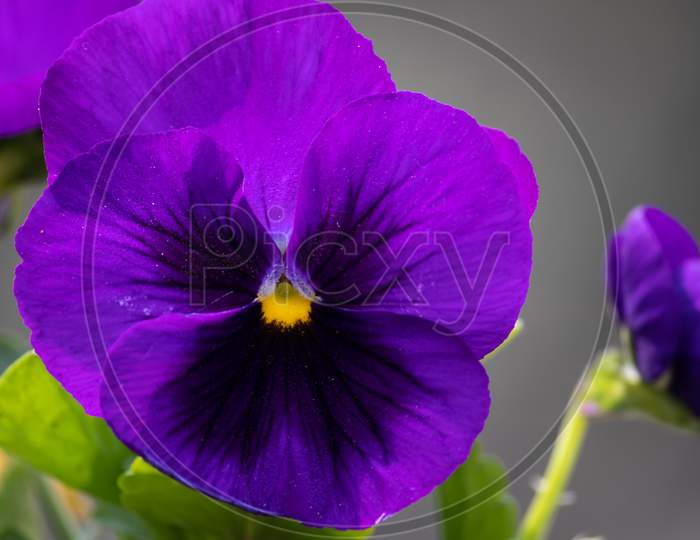 Macro Of Garden Pansy Flower, Perfect For Wallpaper