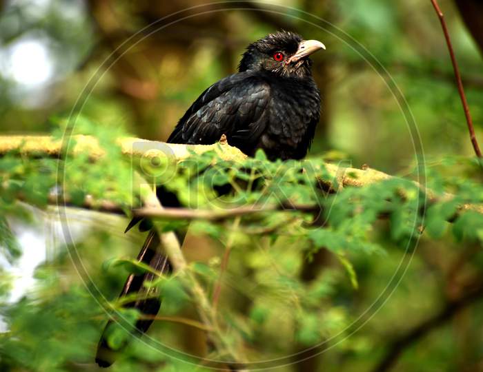 Wildlife Photography of Beautiful Black Indian Cuckoo (Cuculus canorus) Sitting on Branch of Tree at Garden. A asian koel in natural habitat in the forest on blur, bright light environment background.