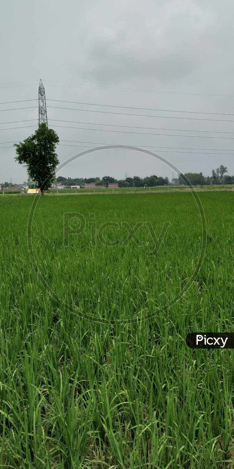 Beautiful scene of vast green agricultural field