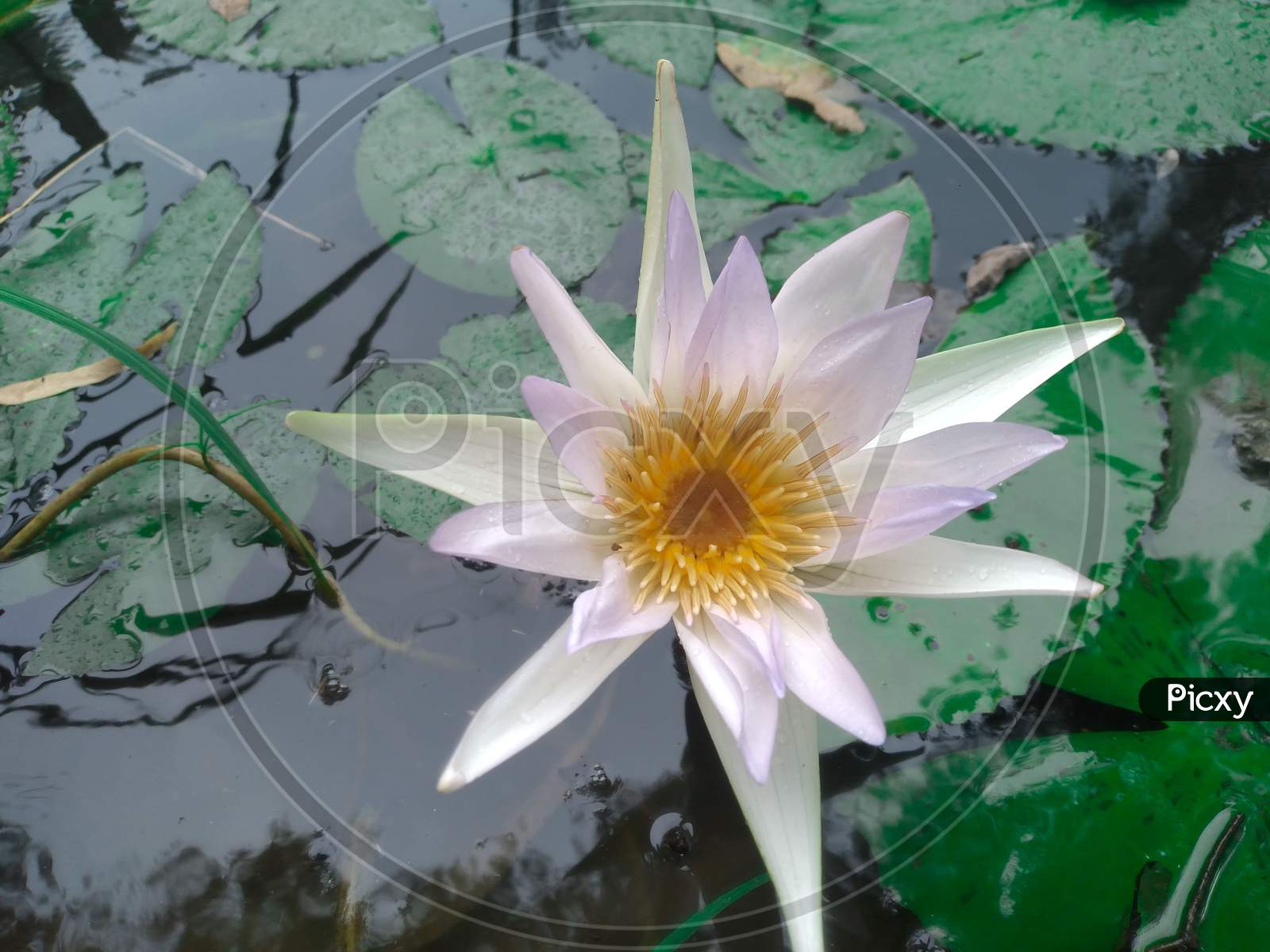 Nymphaea lotus, white lotus flower blooming in a pond.
