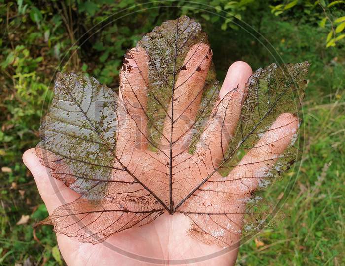 Decomposing Canadian Maple Leaf In Palm Of Hand
