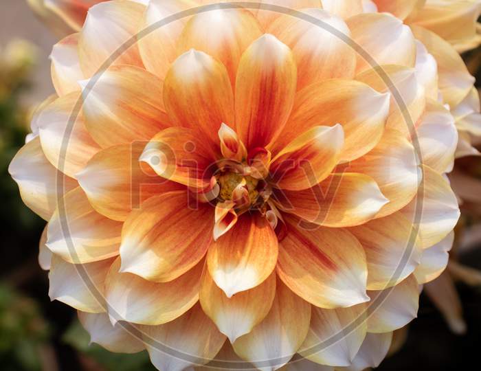 Closeup Of Dahlia Flower, Perfect For Wallpaper And Background