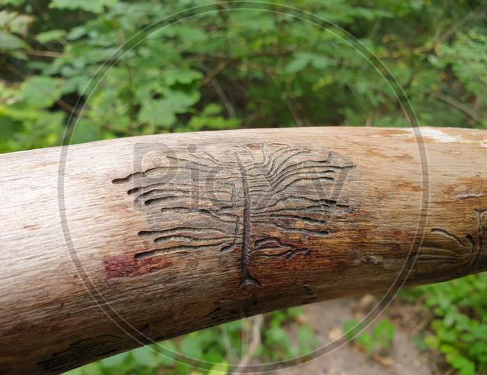 European Spruce Bark Beetle Pupa Marks On Wood
