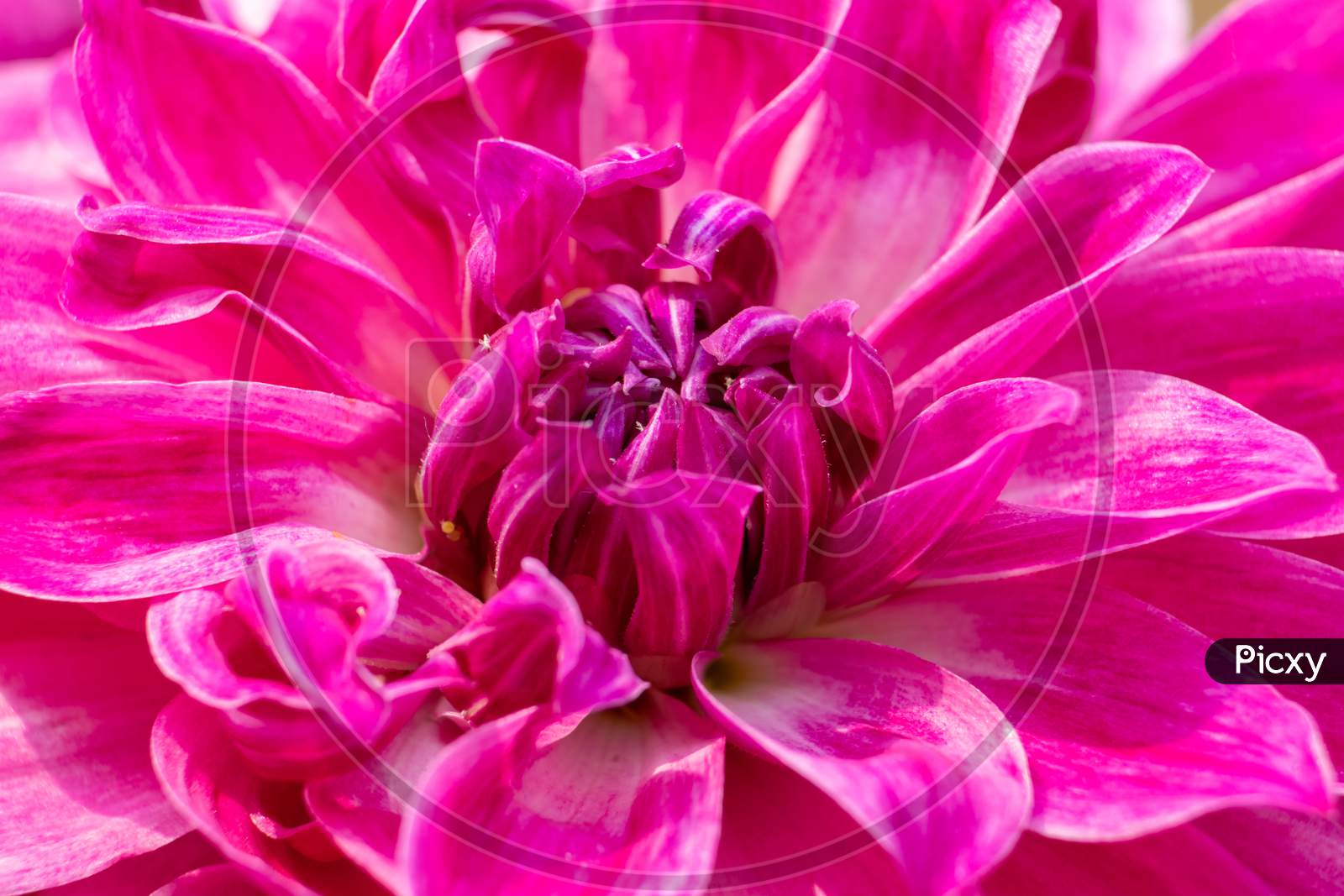 Macro Of Dahlia Flower, Perfect For Wallpaper And Background