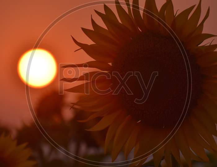Sunflower with sunset scenery
