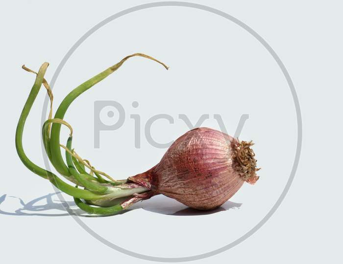 Sprouting Onion Isolated On White Background