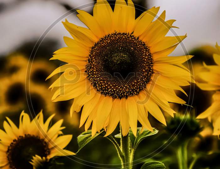 Yellowish Sunflower with evening