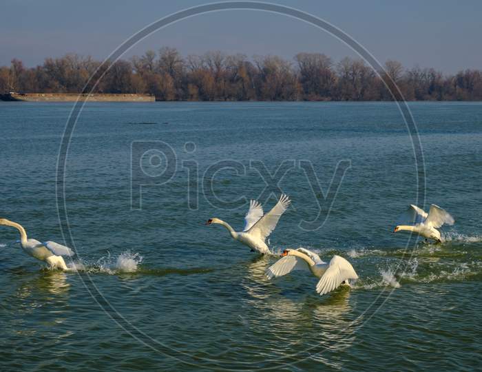 White Swans Taking Flight From The Danube River In Belgrade, Serbia