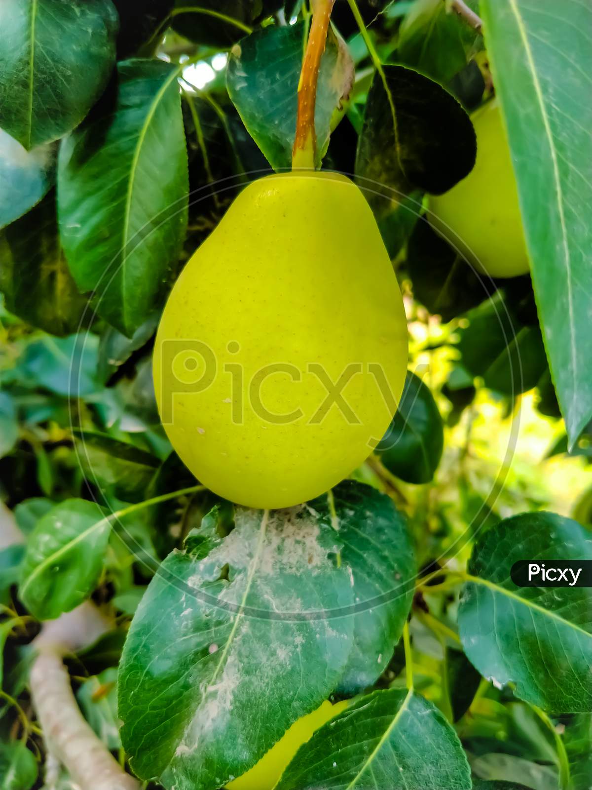 image-of-close-up-of-pear-hanging-on-tree-fresh-juicy-pears-on-pear