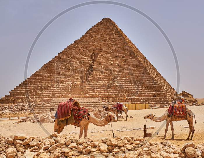 Camels In Front Of The Pyramid Of Menkaure