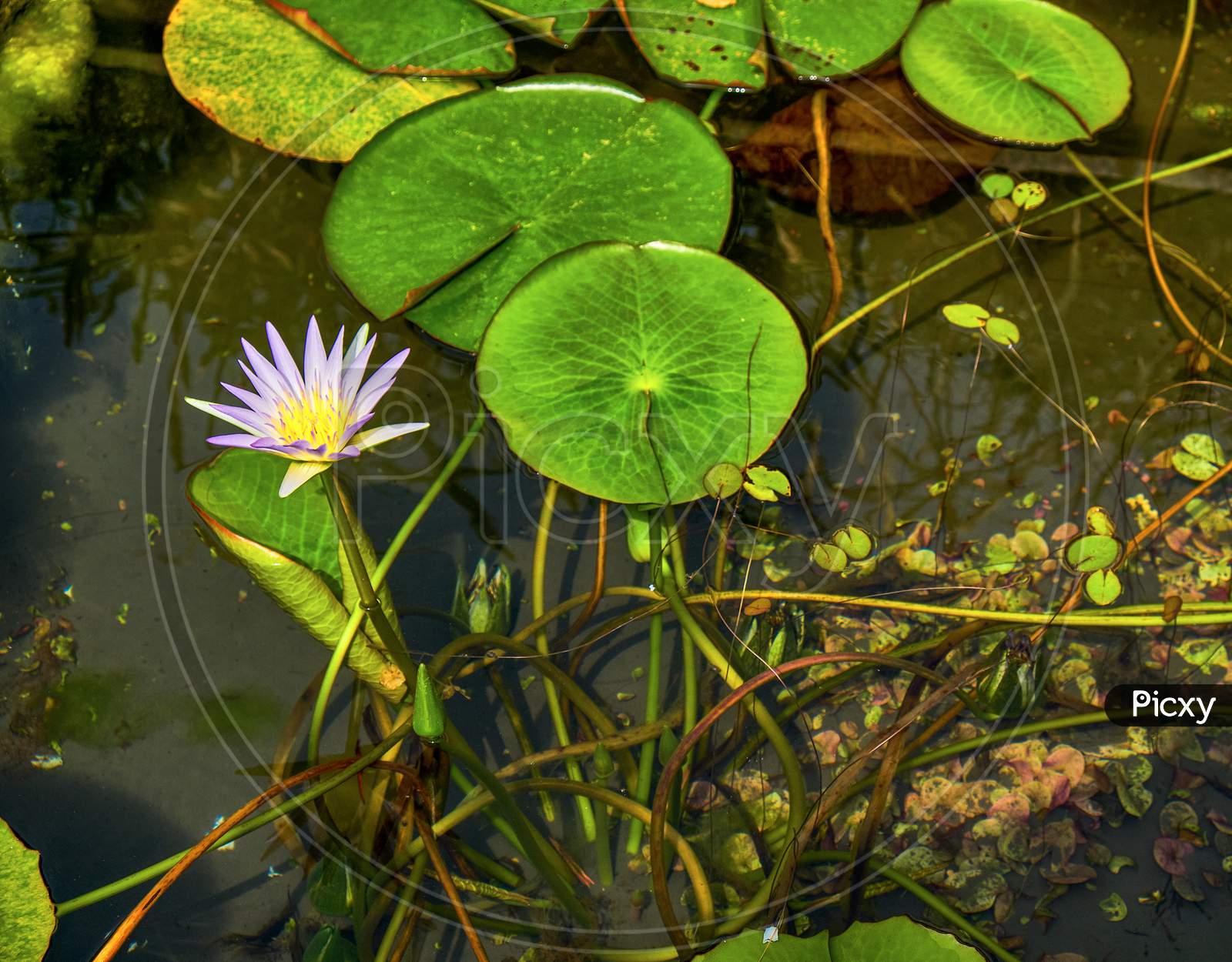 Water Lily Surrounded By Lily Pads In A Pond