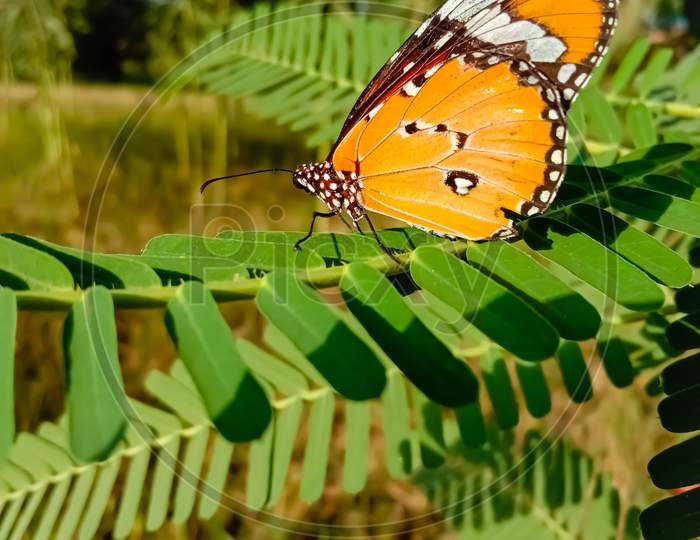Close Up of Danaus chrysippus Butterfly.Plain Tiger butterfly sitting on the Grass Plants during springtime in its natural habitat and drinking Nectar.Plain Tiger butterfly.Selective Focus on Subject.