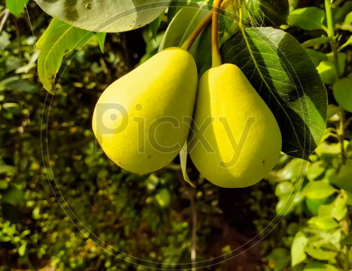 Close up of Pear Hanging on tree.Fresh juicy pears on pear tree branch.Organic pears in natural environment.Crop of pears in summer garden.Beautiful natural pears weigh on a pear tree.Pears.With Selective Focus on the Subject.