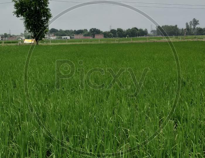 Beautiful scene of vast green agricultural field
