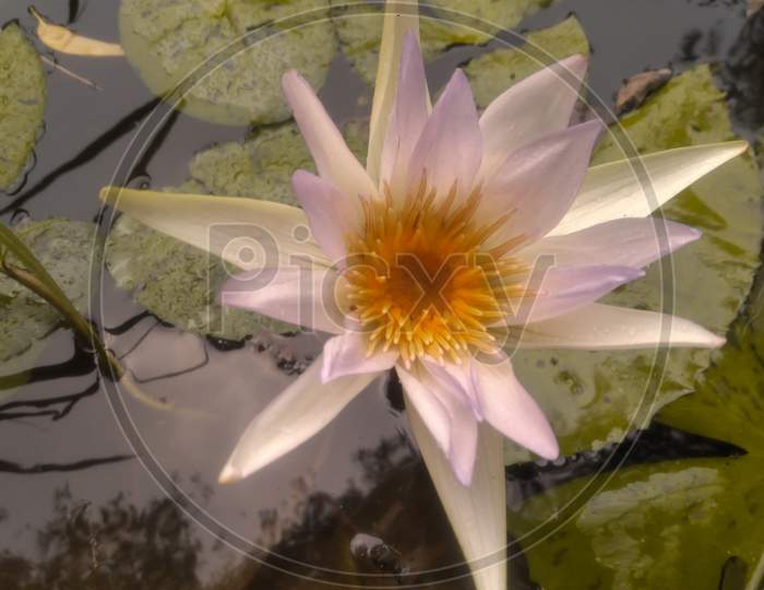 Nymphaea lotus, white lotus flower blooming in a pond.