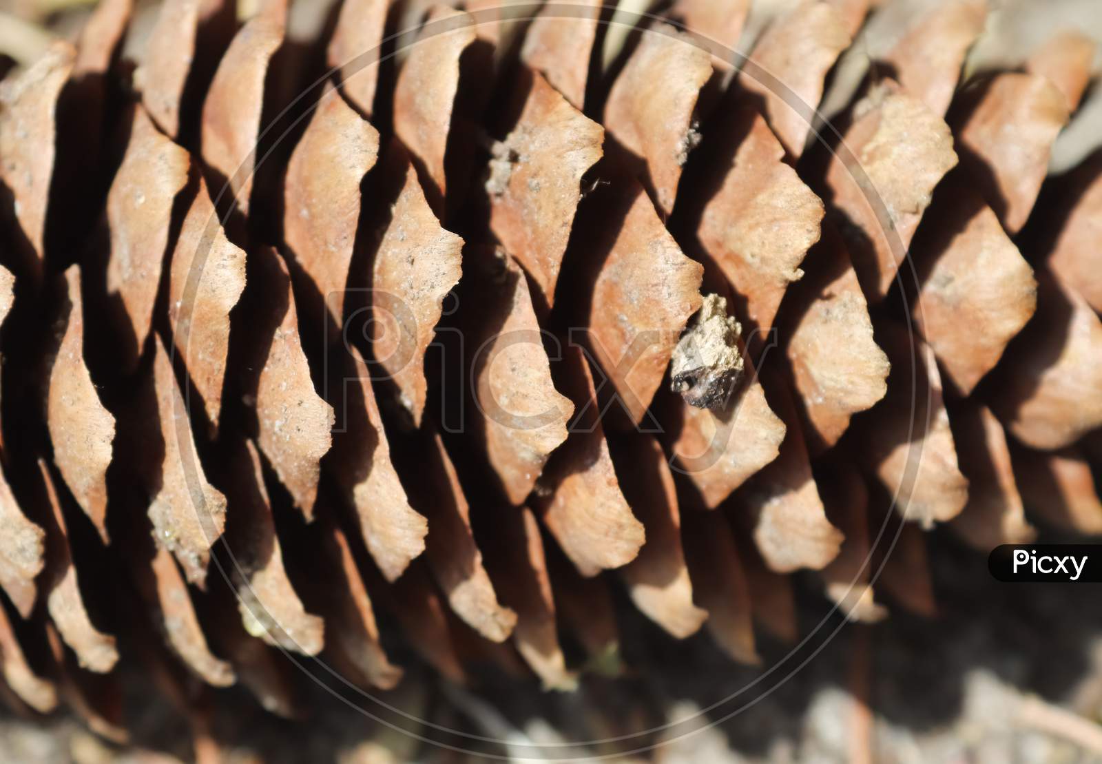 One Long Pine Cone Laying On The Ground With Brown Needles In A Forest