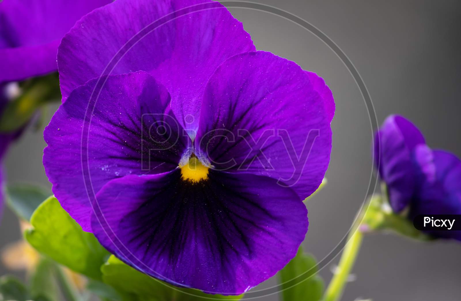 Macro Of Garden Pansy Flower, Perfect For Wallpaper