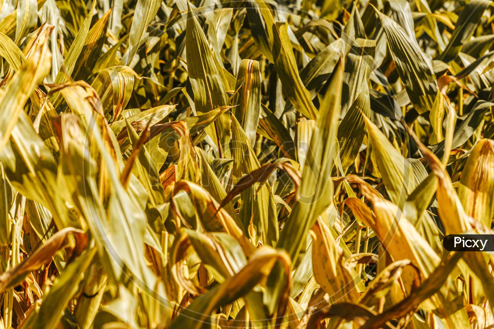 A Background Of A Maize Field