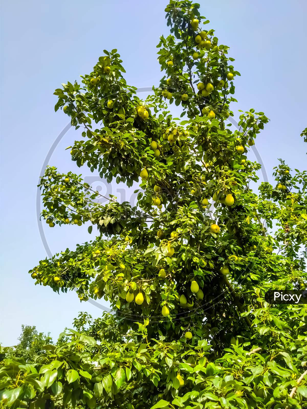 image-of-close-up-of-pear-hanging-on-tree-fresh-juicy-pears-on-pear