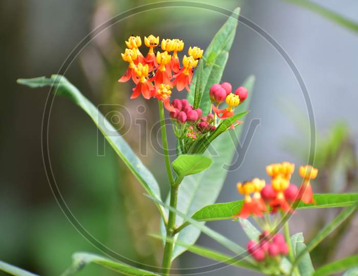 Mexican Butterfly Weed Flowering Plants With Colorful Flowers In Red And Yellow Colors . Small Ants Have Sat On The Flower