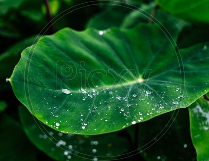 Close Up Shot Of A Green Plant With Water Droplets On It'S Leaves.