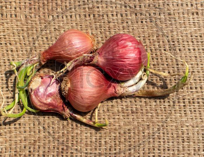 Sprouting Onions Isolated On Burlap Background