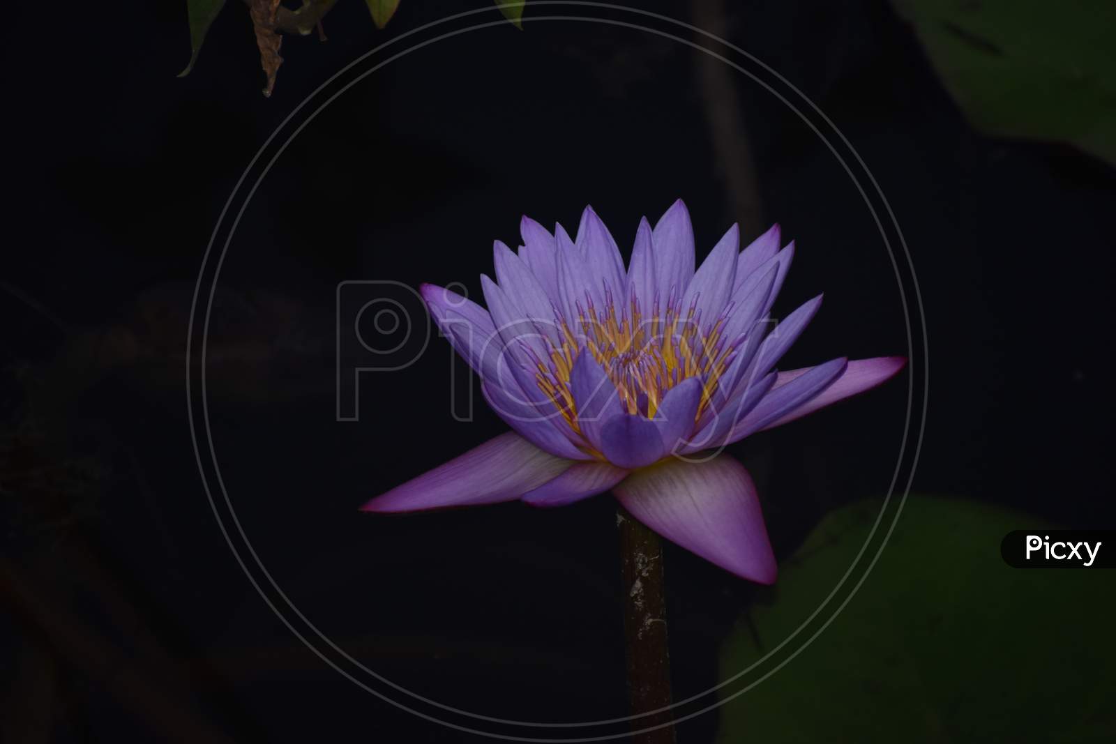 Lily flower in pond in evening