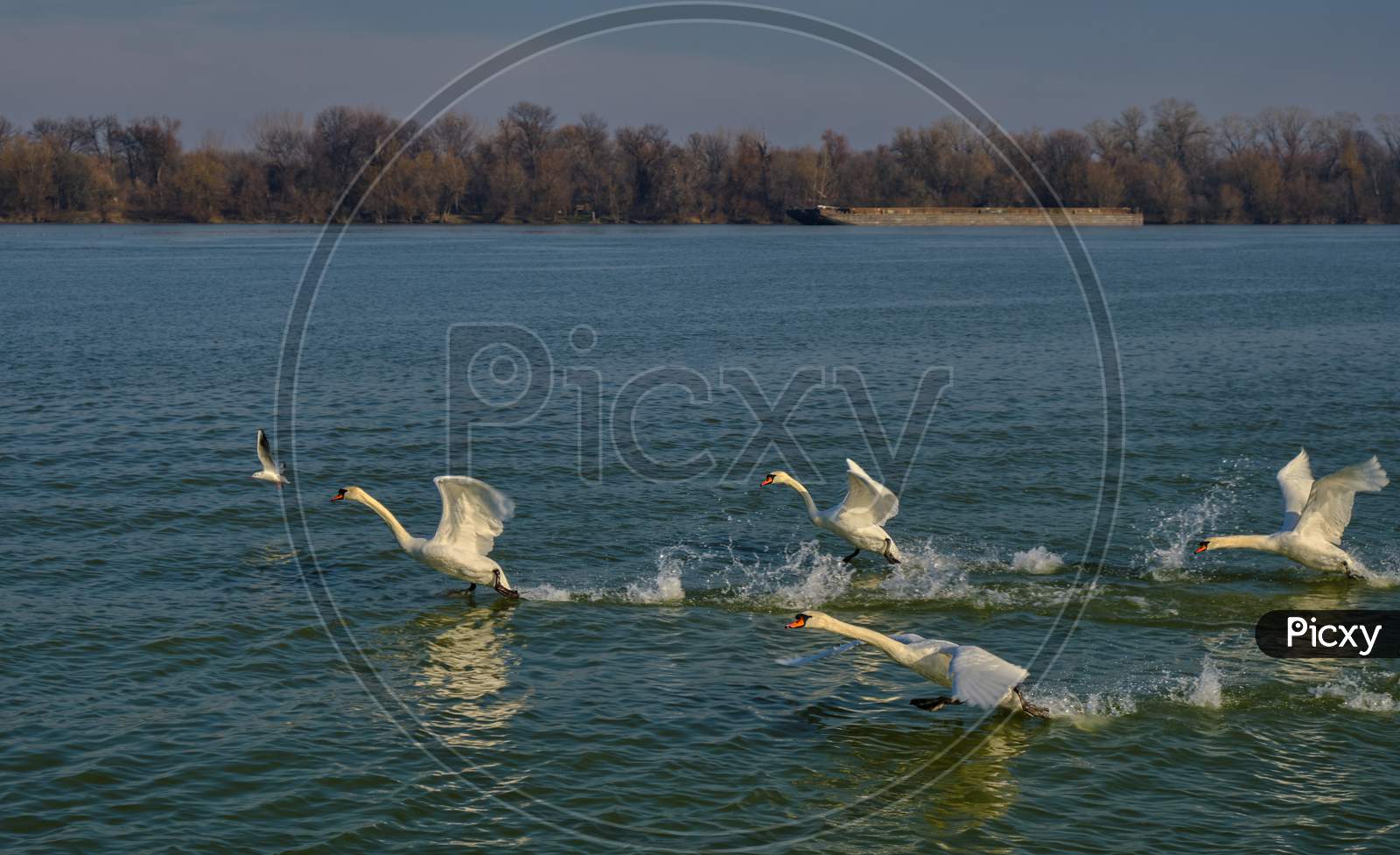 White Swans Taking Flight From The Danube River In Belgrade, Serbia