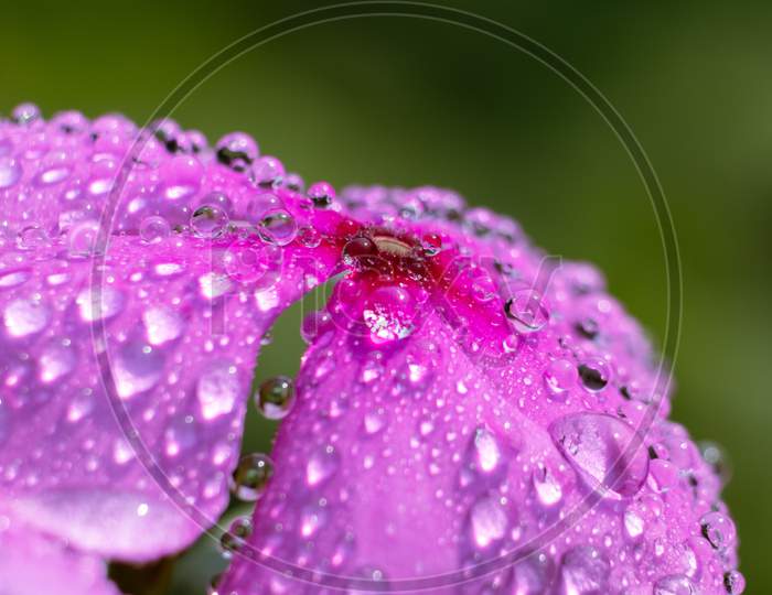 Macro Of Water Droplets On Madagascar Periwinkle Flower, Perfect For Wallpaper