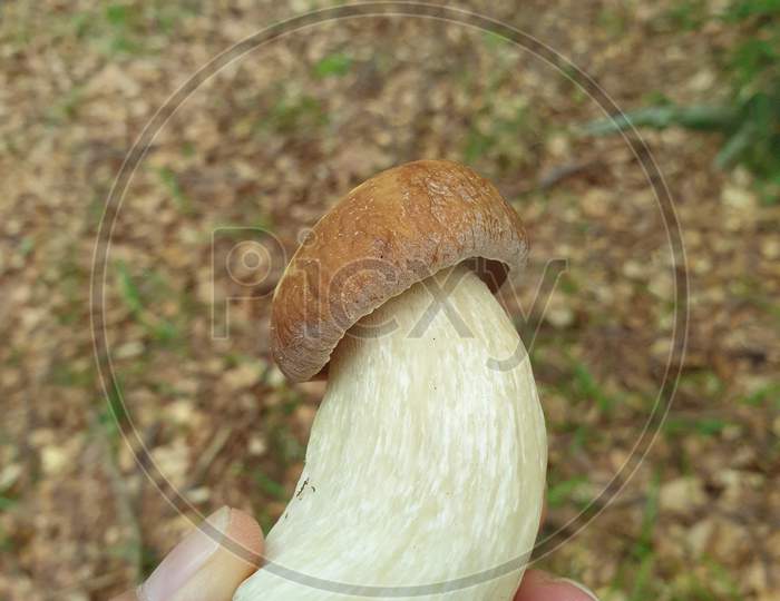 Young Tasty Edible Boletus Mushroom Freshly Cut In Hand