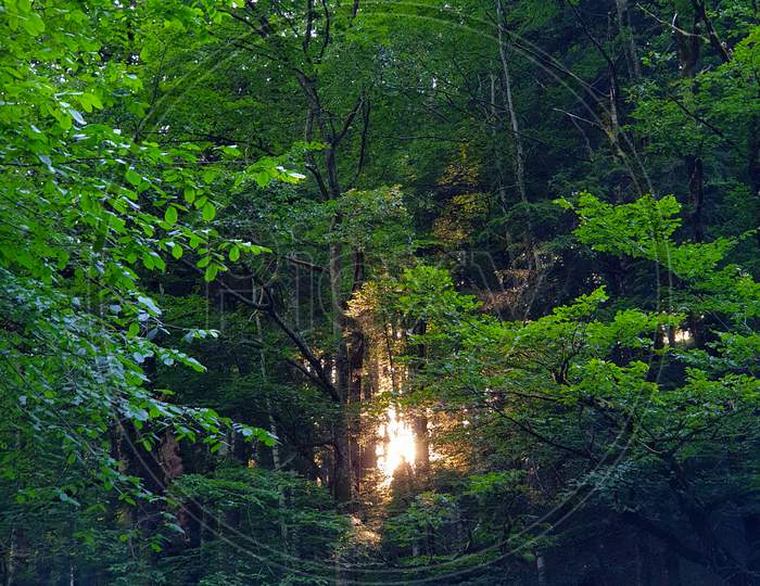 Sun Shining Through Thick Forest