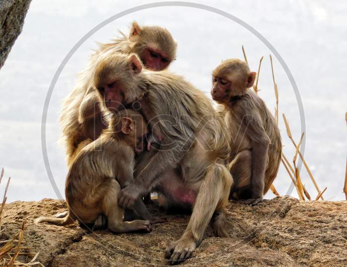 A family of Rhesus macaque .