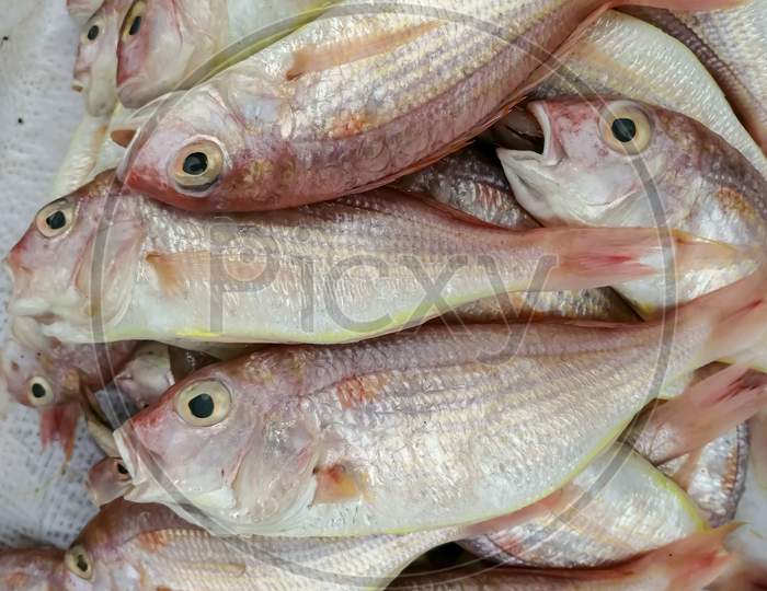 goat fishes or  gulivindalu in telugu
