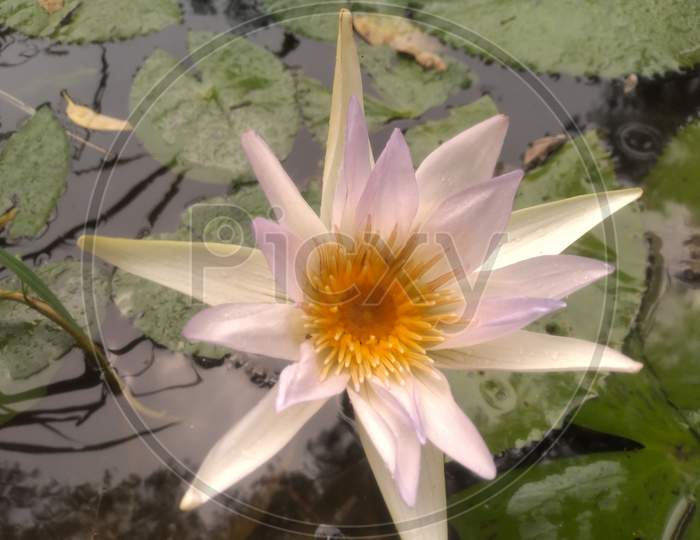 Nymphaea lotus, Egyptian white water-lily blooming at pond during summer.