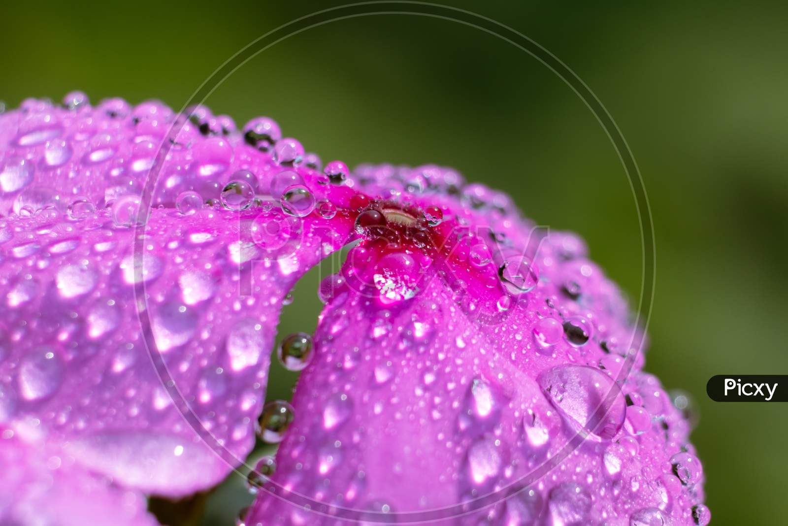 Macro Of Water Droplets On Madagascar Periwinkle Flower, Perfect For Wallpaper