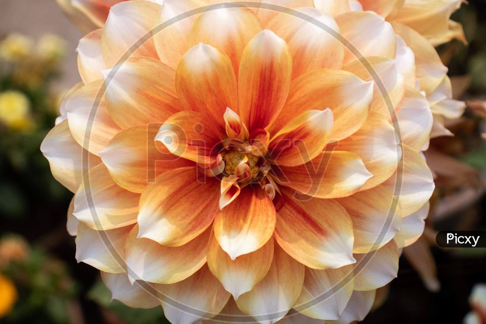 Closeup Of Dahlia Flower, Perfect For Wallpaper And Background