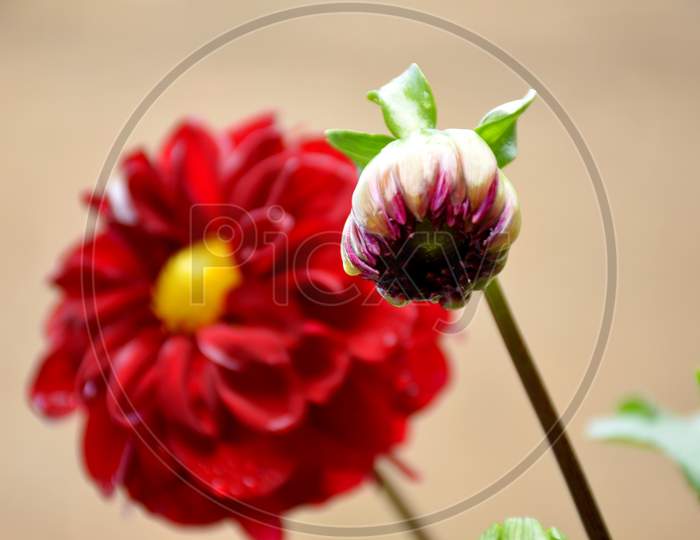 The Beautiful Red Dahlia Flower Bloom With Leaves And Plant.