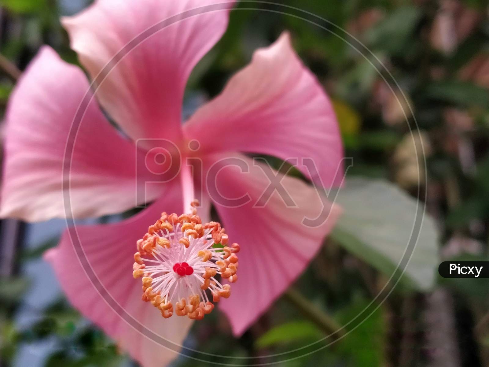 Mahanad , westbengal , india , 5 january 2020 : pink hibiscus flower with green leaf on it's background