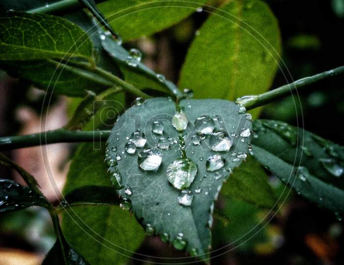 Beauty of raindrops on rose leaf