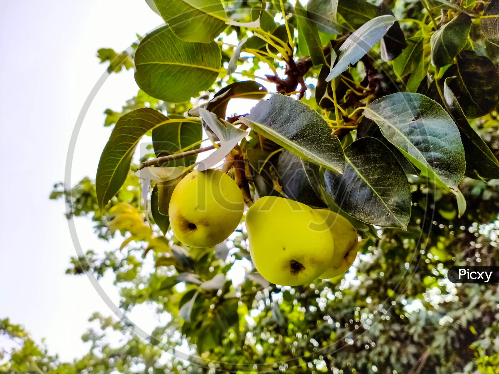 Fresh organic green apples hanging from the tree branch at the