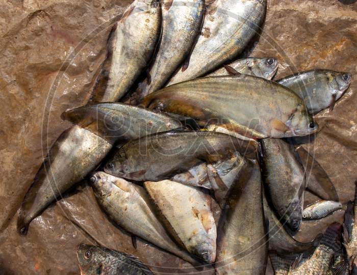 Bronze Featherback Fish In An Indian Market For Selling